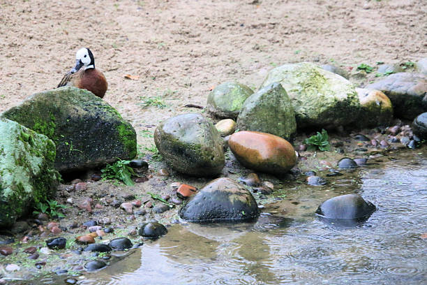 A view of a Whistling Duck at Martin Mere Nature Reserve