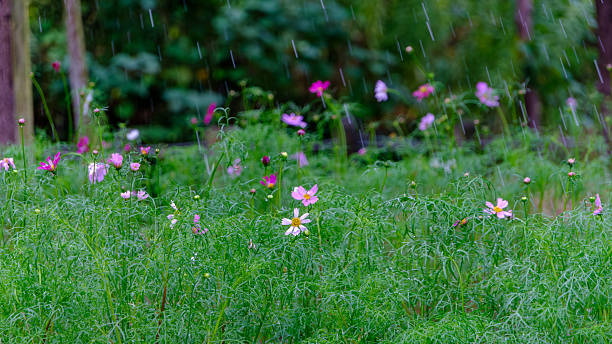 istock Cosmos Flowers in Heavy Rain 2249188059