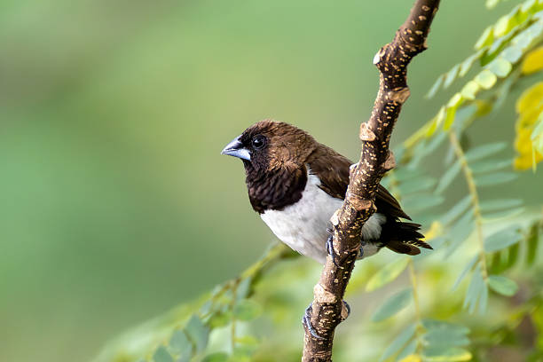 istock Javan Munia – Lonchura leucogastroides perched on a branch in Indonesia 2249188088