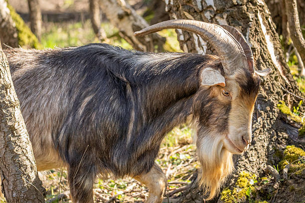 istock Detailed view of a bearded goat 2249188863