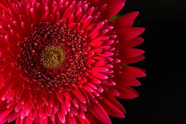istock Vibrant Pink Gerbera Daisy Close up isolated on black background, flower concept 2249191455