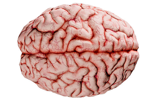 High-detail 3D rendering of the human brain from a top-down perspective, isolated on a clean white background. Ideal for medical education, neuroscience illustrations, anatomy presentations, and scientific content.