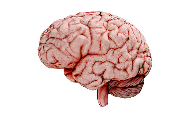istock Side View Isolated Human Brain on White Background  Detailed Anatomical Concept Rendering 2249192088