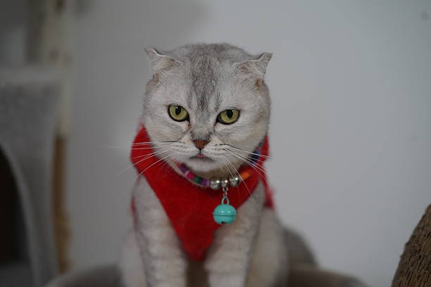 istock Adorable gray cat wearing a red sweater with a bell sitting on a cozy perch looking curiously at the camera in a modern indoor setting 2249192254