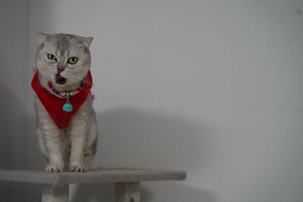 A playful cat adorned with a bright red bandana sits atop a cat tree, showcasing its delightful personality and charming expressions in a cozy indoor environment.