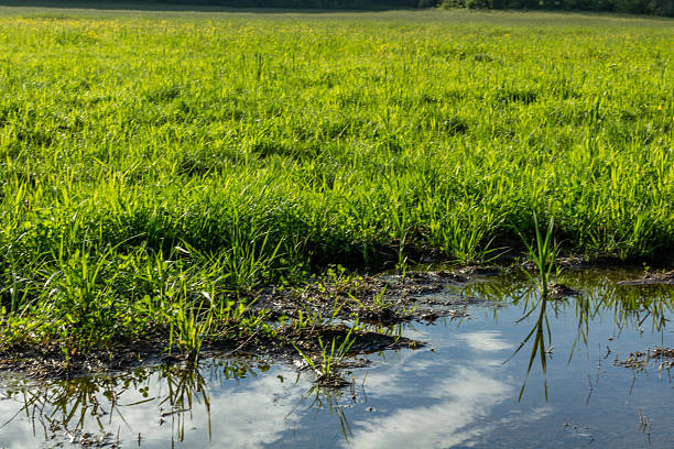 istock Lush Green Field By Quiet Wetland Edge Reflecting Sky Under Bright Daylight 2249192383