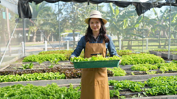 Young Woman in an Apron Holding Fresh Green Lettuce in a Modern Greenhouse Surrounded by Lush Vegetables and Natural Light