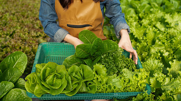 Fresh Green Lettuce Harvest in Organic Farm with Hands Gently Holding Crisp Leafy Vegetables in a Basket Surrounded by Lush Greenery