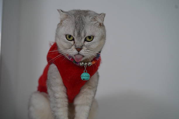 istock Adorable gray cat with distinctive features wearing a red sweater, sitting gracefully against a neutral background, showcasing playful personality and charm 2249192488