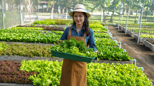 Young woman in straw hat working in a greenhouse, holding a basket of fresh greens among rows of healthy lettuce and vegetables in organic farm