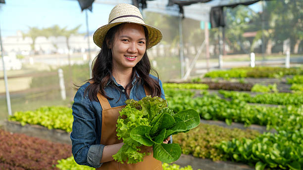 Woman in Garden Holding Fresh Salad Greens in Greenhouse Setting with Vibrant Plants Growing Under Natural Light
