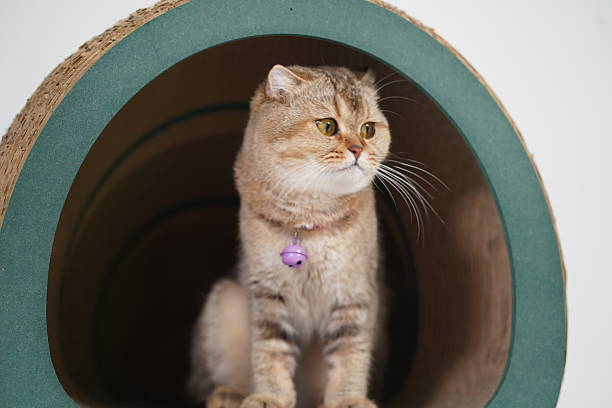 istock Domestic cat sitting inside a circular tunnel-shaped hideaway, showcasing its cute features and curious expression in a cozy indoor environment 2249192703