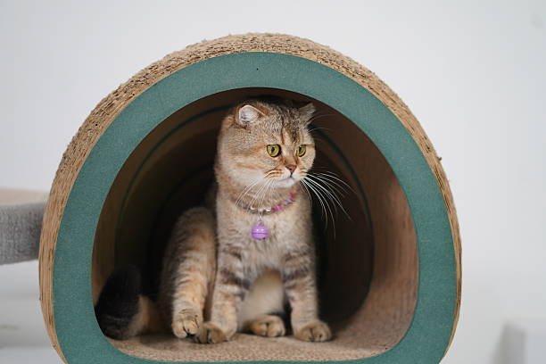 istock Cat Sitting Inside a Cozy Scratching Post Tunnel with a Relaxed Pose and a Collar in a Bright Indoor Setting 2249192704
