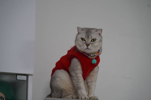 istock Adorable gray cat in a red sweater sitting on a shelf with a curious expression and bright eyes, showcasing personality and charm in a minimalist home setting 2249192705