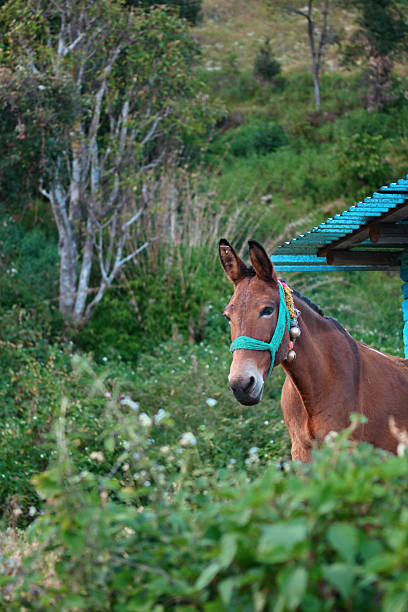 Portrait of a donkey looking curiously at the camera. Vertical image