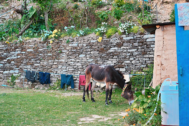 A calm rural setting where a mule feeds near a mud house, surrounded by greenery, flowers, and household items. Represents rustic charm, village lifestyle, and nature-centric living.