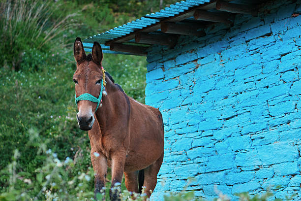 A pack mule stands quietly near a rustic stone hut in a remote mountain village. The scene captures the simplicity of rural Himalayan life, showcasing traditional architecture, working animals, and the natural landscape. Mountain travel, rural lifestyle, transportation in remote areas, eco-tourism, and local culture.
