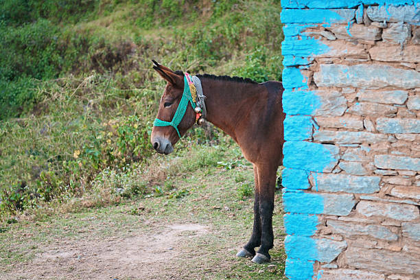 A pack mule stands quietly next to a rustic stone hut in a remote mountain village. The scene captures the simplicity of rural Himalayan life, showcasing traditional architecture, working animals, and the natural landscape. Mountain travel, rural lifestyle, transportation in remote areas, eco-tourism, and local culture.