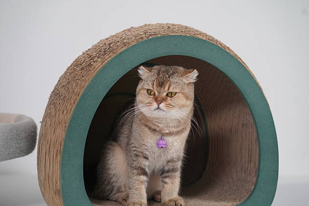 istock Domestic cat sitting inside a modern cat tunnel with a charming expression, showcasing its playful and curious nature in a stylish indoor setting 2249193352
