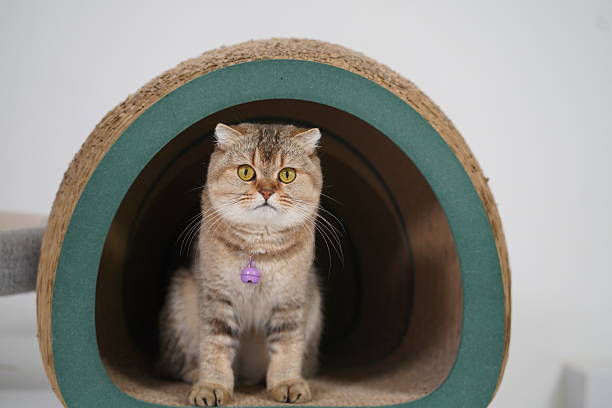 istock Domestic cat sitting inside a modern cat tunnel with a cozy and playful expression in a bright indoor environment, capturing the essence of feline comfort 2249193353