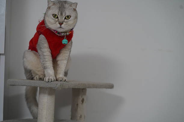 istock Cute and Stylish Cat on a Cat Tree, Wearing a Cozy Red Sweater, Charming and Playful Expression in Indoor Setting, Perfect for Pet Lovers 2249194111