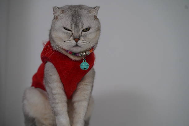 istock Adorable gray cat wearing a red sweater with a cute bell, showcasing a curious expression and whiskers, perfect for pet and animal photography themes 2249194112