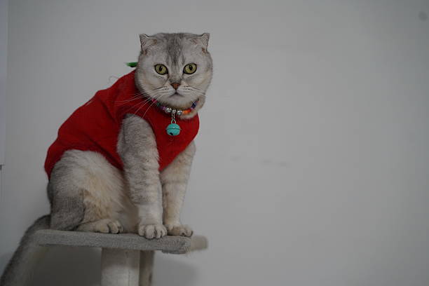 istock Cat in Sweater Sitting on Cat Tree with Calm Expression and Alert Eyes, Indoor Setting with Soft Lighting and Neutral Background 2249194581
