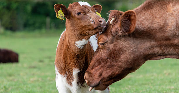 istock Bonding between a mother cow and her calf. 2249194790