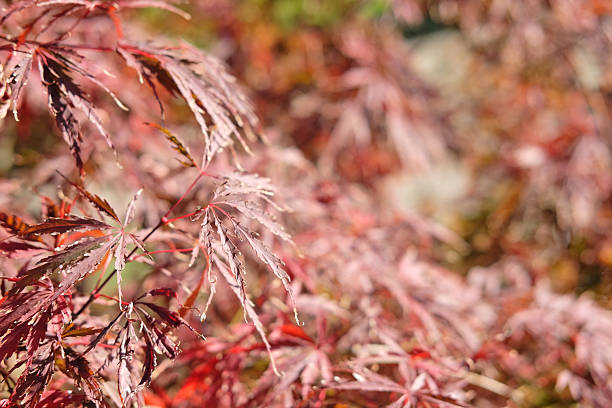 istock Red Japanese Maple Leaves Closeup 2249195823