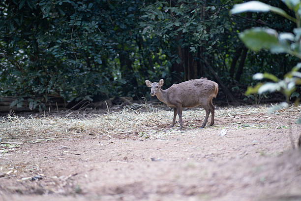 istock A deer is standing in a field of grass 2249196479