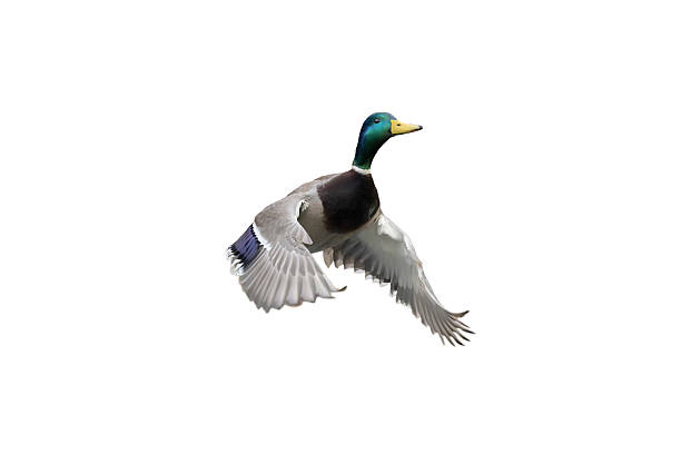 istock flying mallard isolated on white background 2249198998