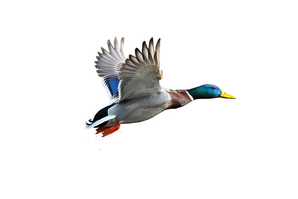 istock flying mallard isolated on white background 2249199005