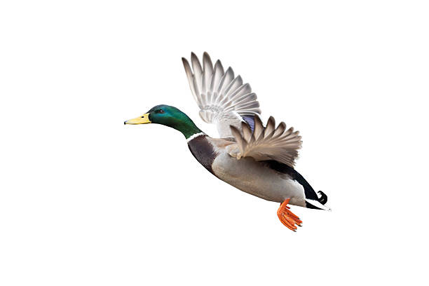 istock flying mallard isolated on white background 2249199007