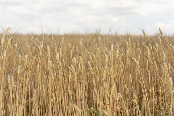 istock A vast golden wheat field under a light cloudy sky, showcasing the ripe harvest ready for collection, concept of agriculture, food industry, rural landscapes 2249199128