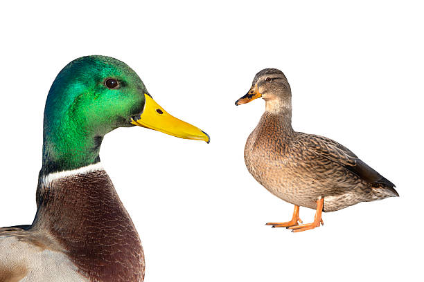 istock male and female Mallard  (anas platyrhynchos) isolated on white background 2249199155