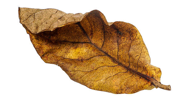 istock Isolated Dry Leaf on White Background - High Detail Close-up 2249199396