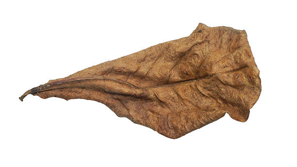 A single, highly textured dry leaf isolated on a pure white background. The leaf displays intricate veins and rich autumnal colors, transitioning from yellow to deep brown. The crisp, curled edge provides a natural, tactile element. This image is perfect for design elements, nature concepts, autumn themes, organic textures, or as a cutout element for graphic design projects
