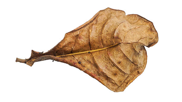istock Isolated Dry Leaf on White Background - High Detail Close-up 2249200468