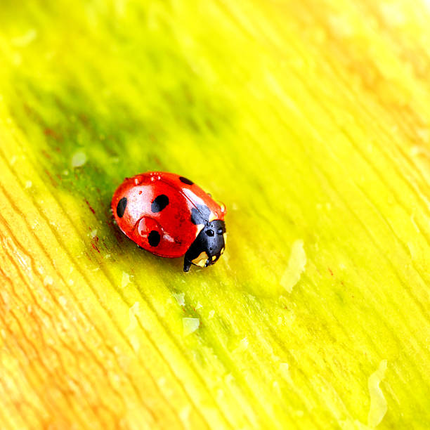 istock Ladybug on Green Leaf Closeup.Asian lady beetle (Harmonia axyridis).Closeup of ladybug with dew and soft background- Vibrant Nature Macro Photography. 2249201711