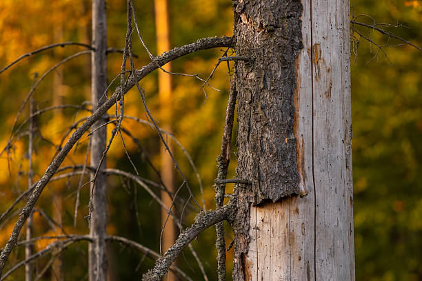 Birch tree and autumn vegetation in a forest near Okuniewo, Poland.