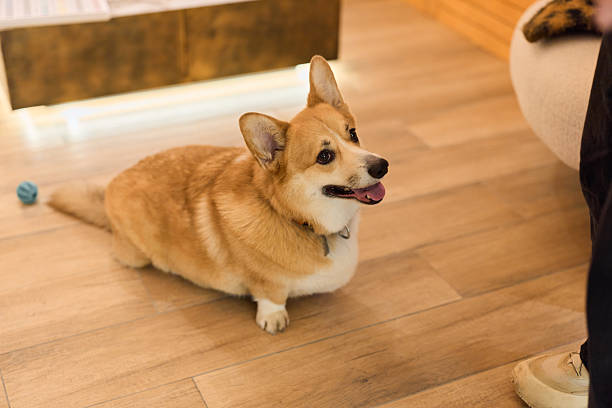 istock loyal canine on interior flooring showing focus and excitement during positive reinforcement training 2249203069