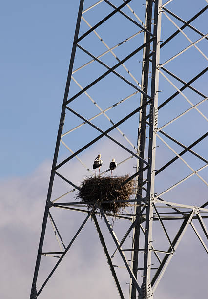 Two storks stand in a large nest built on a metal transmission tower, creating a striking contrast between wildlife and industrial structures under the open sky.
