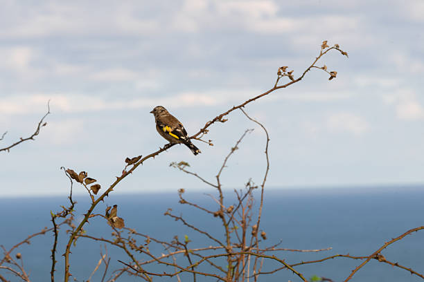 A small wild bird sits on a thin branch overlooking the calm blue ocean. Peaceful coastal wildlife scene with natural light and soft colors.