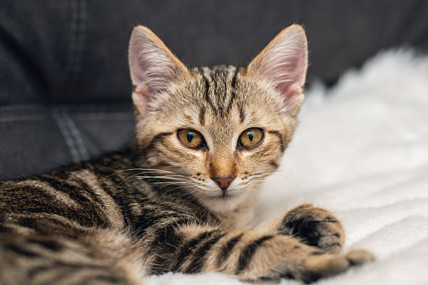 istock Adorable tabby kitten relaxing on soft blanket against a dark sofa background, showcasing its playful nature and expressive eyes 2249203556