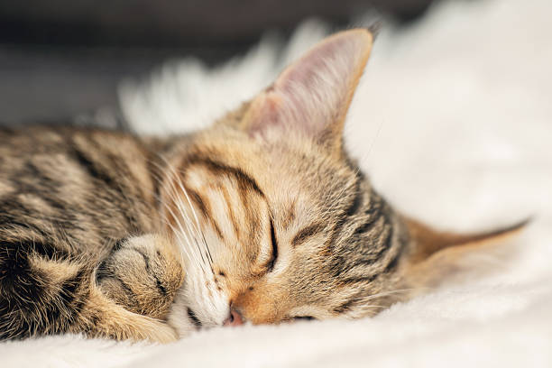 istock A cute tabby kitten sleeps on a soft blanket in a cozy home environment 2249203557