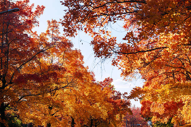 istock Suita City's Three-Colored Road in Autumn 2249203753