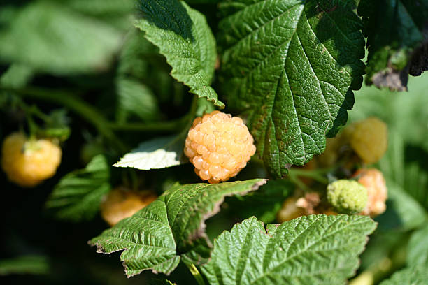 istock Yellow raspberries on a green bush. Yellow berries on a bright day. 2249204912