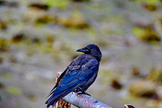 istock Northwestern crow sitting near Old Massett 2249206079