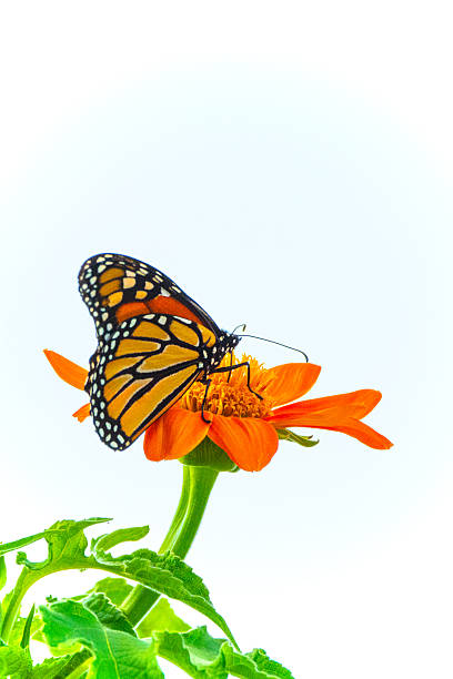istock Butterfly- Monarch-Howard County, Indiana 2249206175