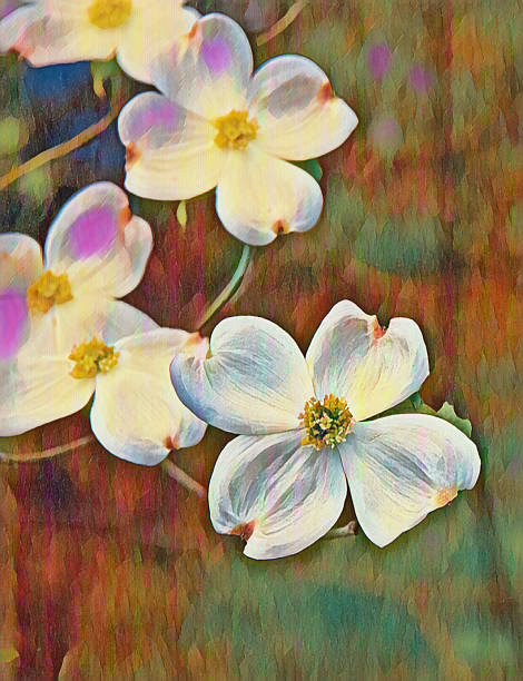 Dogwood white flowers